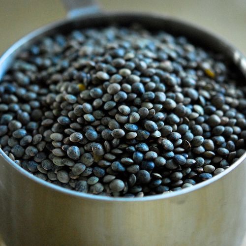 Lentils-FG 337